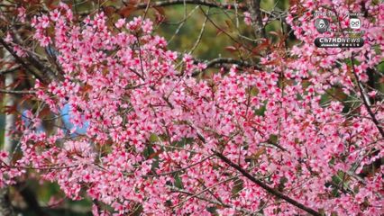 อุทยานฯ ดอยอินทนนท์ เผย "ซากุระเมืองไทย" ที่ดอยผาตั้ง บานสะพรั่ง 80% 