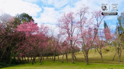 อุทยานฯ ดอยอินทนนท์ เผย "ซากุระเมืองไทย" ที่ดอยผาตั้ง บานสะพรั่ง 80% 