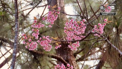อุทยานฯ ดอยอินทนนท์ เผย "ซากุระเมืองไทย" ที่ดอยผาตั้ง บานสะพรั่ง 80% 