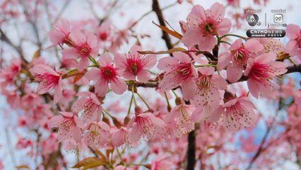 อุทยานฯ ดอยอินทนนท์ เผย "ซากุระเมืองไทย" ที่ดอยผาตั้ง บานสะพรั่ง 80% 