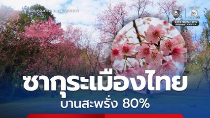 อุทยานฯ ดอยอินทนนท์ เผย "ซากุระเมืองไทย" ที่ดอยผาตั้ง บานสะพรั่ง 80%   เชิญชมก่อนดอกร่วง