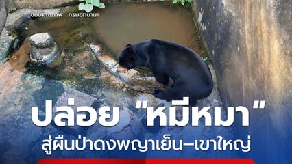 กรมอุทยานฯ ปล่อย หมีหมา สู่ผืนป่ามรดกโลกดงพญาเย็น–เขาใหญ่ หลังฟื้นฟูอาการบาดเจ็บจนหายดี