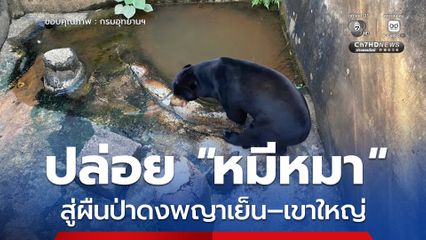 กรมอุทยานฯ ปล่อย หมีหมา สู่ผืนป่ามรดกโลกดงพญาเย็น–เขาใหญ่ หลังฟื้นฟูอาการบาดเจ็บจนหายดี