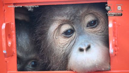 ไทย อินโดนีเซีย ฉลองโอกาสครบรอบ 75 ปี ความสัมพันธ์ทางการทูต ส่งคืนอุรังอุตัง 4 ตัว กลับสู่ถิ่นกำเนิด