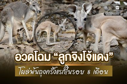 อวดโฉม “ลูกจิงโจ้แดง” โผล่พ้นถุงครั้งแรกในรอบ 8 เดือน