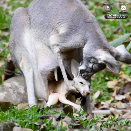 อวดโฉม “ลูกจิงโจ้แดง” โผล่พ้นถุงครั้งแรกในรอบ 8 เดือน