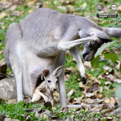 อวดโฉม “ลูกจิงโจ้แดง” โผล่พ้นถุงครั้งแรกในรอบ 8 เดือน