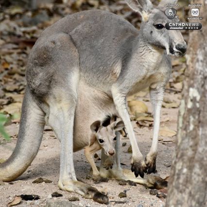 อวดโฉม “ลูกจิงโจ้แดง” โผล่พ้นถุงครั้งแรกในรอบ 8 เดือน