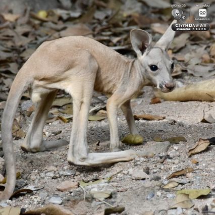 อวดโฉม “ลูกจิงโจ้แดง” โผล่พ้นถุงครั้งแรกในรอบ 8 เดือน