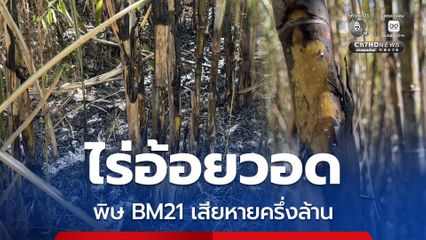 ไร่อ้อยวอด พิษ BM21 ของกัมพูชา ความเสียหายกระทบเป็นวงกว้าง เสียหายกว่าครึ่งล้าน