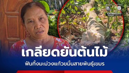 เกลียดยันต้นไม้ ป้าฟันทิ้งมะม่วงแก้วขมิ้นสายพันธุ์เขมร