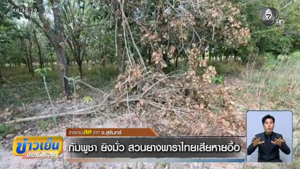 กัมพูชา ยิงมั่ว สวนยางพาราไทยเสียหายอื้อ