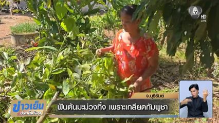 ฟันต้นมะม่วงทิ้ง เพราะเกลียดกัมพูชา