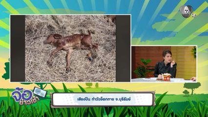 เสียงปืน ทำวัวช็อกตาย จ.บุรีรัมย์