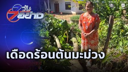 7 วัน 7 อย่าง : เดือดร้อนต้นมะม่วง