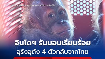 อินโดฯ รับมอบเรียบร้อย อุรังอุตัง 4 ตัวกลับจากไทย