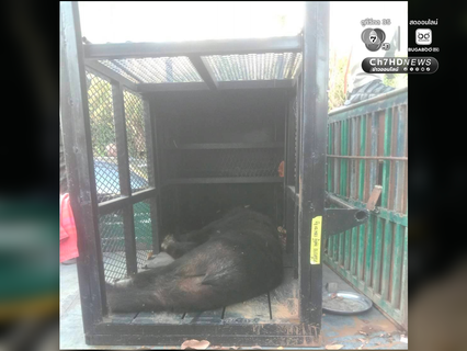 ช่วยสำเร็จ ส่ง หมี-สิงโต จากชายแดนสู่ที่ปลอดภัย