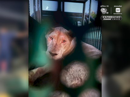 ช่วยสำเร็จ ส่ง หมี-สิงโต จากชายแดนสู่ที่ปลอดภัย