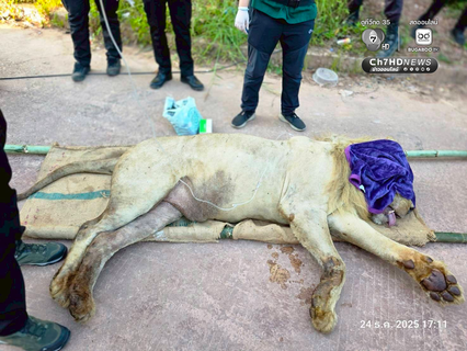 ช่วยสำเร็จ ส่ง หมี-สิงโต จากชายแดนสู่ที่ปลอดภัย