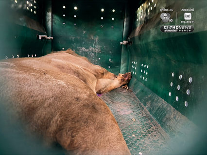 ช่วยสำเร็จ ส่ง หมี-สิงโต จากชายแดนสู่ที่ปลอดภัย