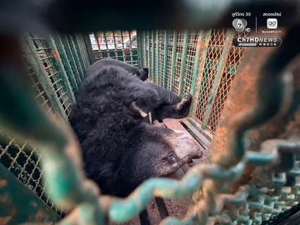 ช่วยสำเร็จ ส่ง หมี-สิงโต จากชายแดนสู่ที่ปลอดภัย