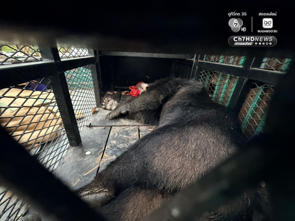 ช่วยสำเร็จ ส่ง หมี-สิงโต จากชายแดนสู่ที่ปลอดภัย