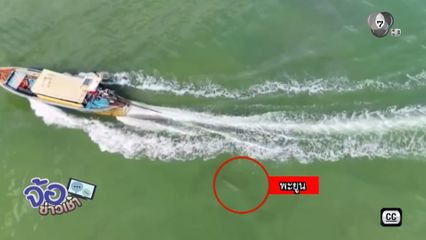 หวิดเศร้า เรือหางยาวซิ่งเมินพะยูน แม่-ลูก