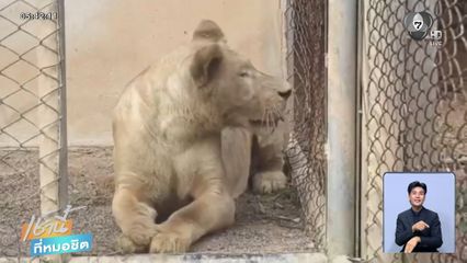 สิงโตของกลางจากกาสิโน ถึงบ้านใหม่