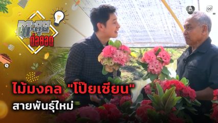 ตะลุยต่อยอด : ไม้มงคล โป๊ยเซียน สายพันธุ์ใหม่