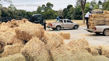 ส่งฟางเลี้ยงสัตว์ ช่วยเหลือเกษตรกรชายแดนไทย- กัมพูชา
