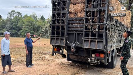 ส่งฟางเลี้ยงสัตว์ ช่วยเหลือเกษตรกรชายแดนไทย- กัมพูชา