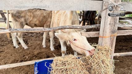 ส่งฟางเลี้ยงสัตว์ ช่วยเหลือเกษตรกรชายแดนไทย- กัมพูชา