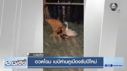 อวดโฉม เบบีห่านคูเมืองรับปีใหม่ จ.เชียงใหม่