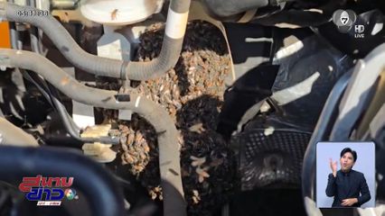 อึ้ง ! ฝูงผึ้งทำรังห้องเครื่องรถ จ.นครราชสีมา