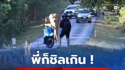 ระทึกเขาใหญ่! นักท่องเที่ยวต่างชาติจอดรถจักรยานยนต์ ขวางทางช้าง ถ่ายรูปประชิด หวิดเกิดอันตราย