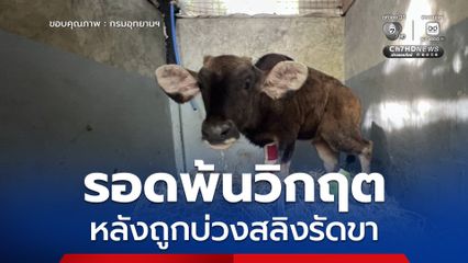 ลูกกระทิงรอดพ้นวิกฤต หลังถูกบ่วงสลิงรัดขา ทีมสัตวแพทย์ 4 หน่วยงานรวมพลังช่วยชีวิต เตรียมใส่ขาเทียมให้ยืนได้อีกครั้ง