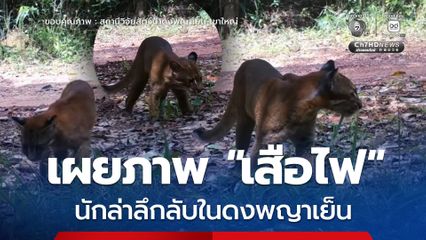 เผยภาพ “เสือไฟ” นักล่าลึกลับในดงพญาเย็น
