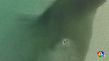 ฝูงปลากะตัก ทำทะเลเป็นสีดำราวกับคราบน้ำมัน ที่บราซิล