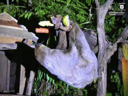 สวนสัตว์เปิดเขาเขียว ชวนกางเต็นท์ ดูดาว ส่องสัตว์ รับลมหนาว ส่งท้ายปีเก่าต้อนรับปีใหม่