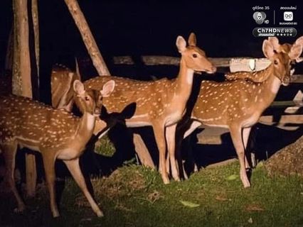 สวนสัตว์เปิดเขาเขียว ชวนกางเต็นท์ ดูดาว ส่องสัตว์ รับลมหนาว ส่งท้ายปีเก่าต้อนรับปีใหม่