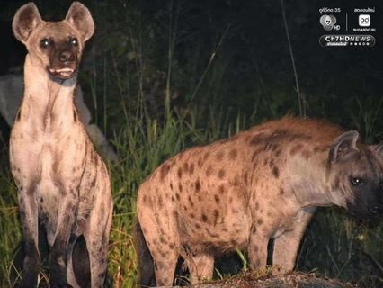 สวนสัตว์เปิดเขาเขียว ชวนกางเต็นท์ ดูดาว ส่องสัตว์ รับลมหนาว ส่งท้ายปีเก่าต้อนรับปีใหม่