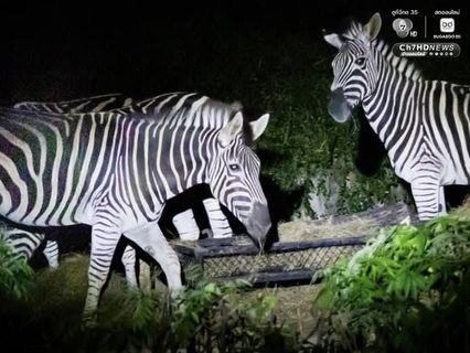 สวนสัตว์เปิดเขาเขียว ชวนกางเต็นท์ ดูดาว ส่องสัตว์ รับลมหนาว ส่งท้ายปีเก่าต้อนรับปีใหม่