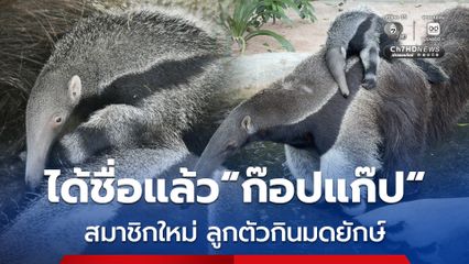 ได้ชื่อแล้ว ก๊อปแก๊ป สมาชิกใหม่ ลูกตัวกินมดยักษ์ สวนสัตว์เปิดเขาเขียว หลังนักท่องเที่ยวร่วมโหวตกว่า 14,000 คน