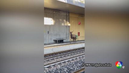 กวาง หลงเมือง ส่งท้ายปีเก่าที่อิตาลี