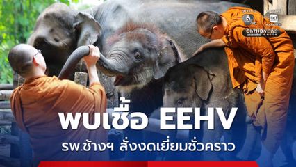 ลูกช้างแสนชัย ตรวจพบเชื้อ EEHV รพ.ช้างฯ สั่งงดเยี่ยม เฝ้าระวังใกล้ชิด