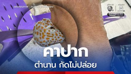 ตุ๊กแกกัดไม่ปล่อย เหลือแต่หัวก็ยังไม่คายแรงกัด