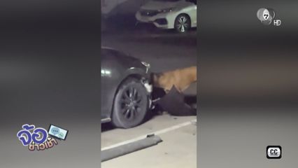 สุนัขกัดรถพัง ตกลงค่าซ่อมไม่ลงตัว