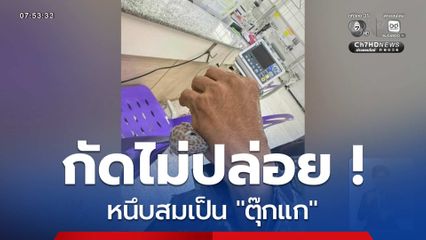 หนึบสมเป็นตุ๊กแก