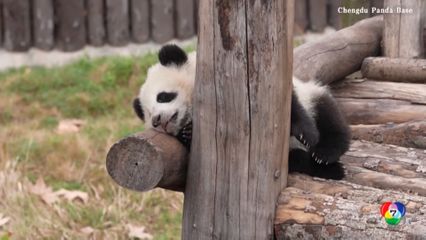 ศูนย์อนุรักษ์ฯ เฉิงตู เปิดตัวลูกแพนด้ายักษ์คู่ใหม่