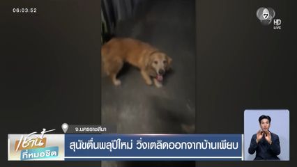 สุนัขตื่นพลุปีใหม่ วิ่งเตลิดออกจากบ้านเพียบ